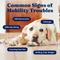 Show in main carousel: Solid Gold Leaps & Hounds Soft Chews Glucosamine Chondroitin Joint Supplement for Dogs, 60 count slide 4 of 11