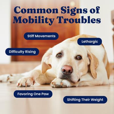 Show full view: Solid Gold Leaps & Hounds Soft Chews Glucosamine Chondroitin Joint Supplement for Dogs, 60 count slide 4 of 11