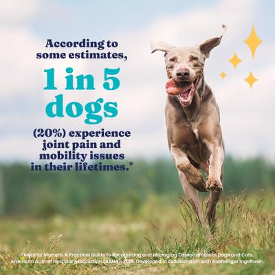 Show full view: Solid Gold Leaps & Hounds Soft Chews Glucosamine Chondroitin Joint Supplement for Dogs, 60 count slide 5 of 11