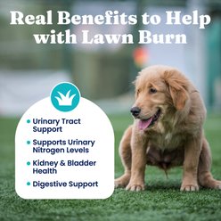 Solid Gold Grass Burn Lawn Protection Soft Chews Urine Neutralizer Supplement for Dogs, 120 count slide 2 of 8