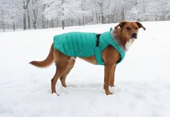 Doggie Design Alpine Extreme Weather Waterproof Insulated Dog Puffer Coat, Arcadia, Medium slide 2 of 4