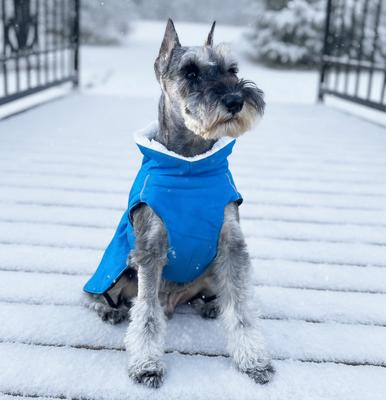 Show full view: Doggie Design Alpine Tuf Terrain Dog Parka, Mountain Lake, XXXXX-Large slide 3 of 5