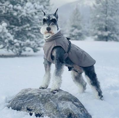 Show full view: Doggie Design Alpine Tuf Terrain Dog Parka, Dried Sage, Medium slide 3 of 5