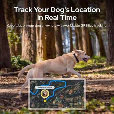 Show full view: SATELLAI Go Smart GPS Dog Collar with Live Tracking & Health Monitoring, Carbon Black, Medium slide 2 of 10