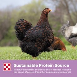 Purina Farm to Flock Protein Poultry Block, 20-lb block slide 2 of 7