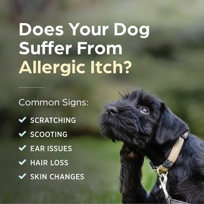 Show full view: Apoquel (oclacitinib) Tablets for Dogs, 3.6-mg, 90 Tablets slide 9 of 13