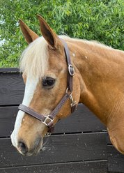 Mackey Equine Accessories PVC Break Away Halter, Brown, Full