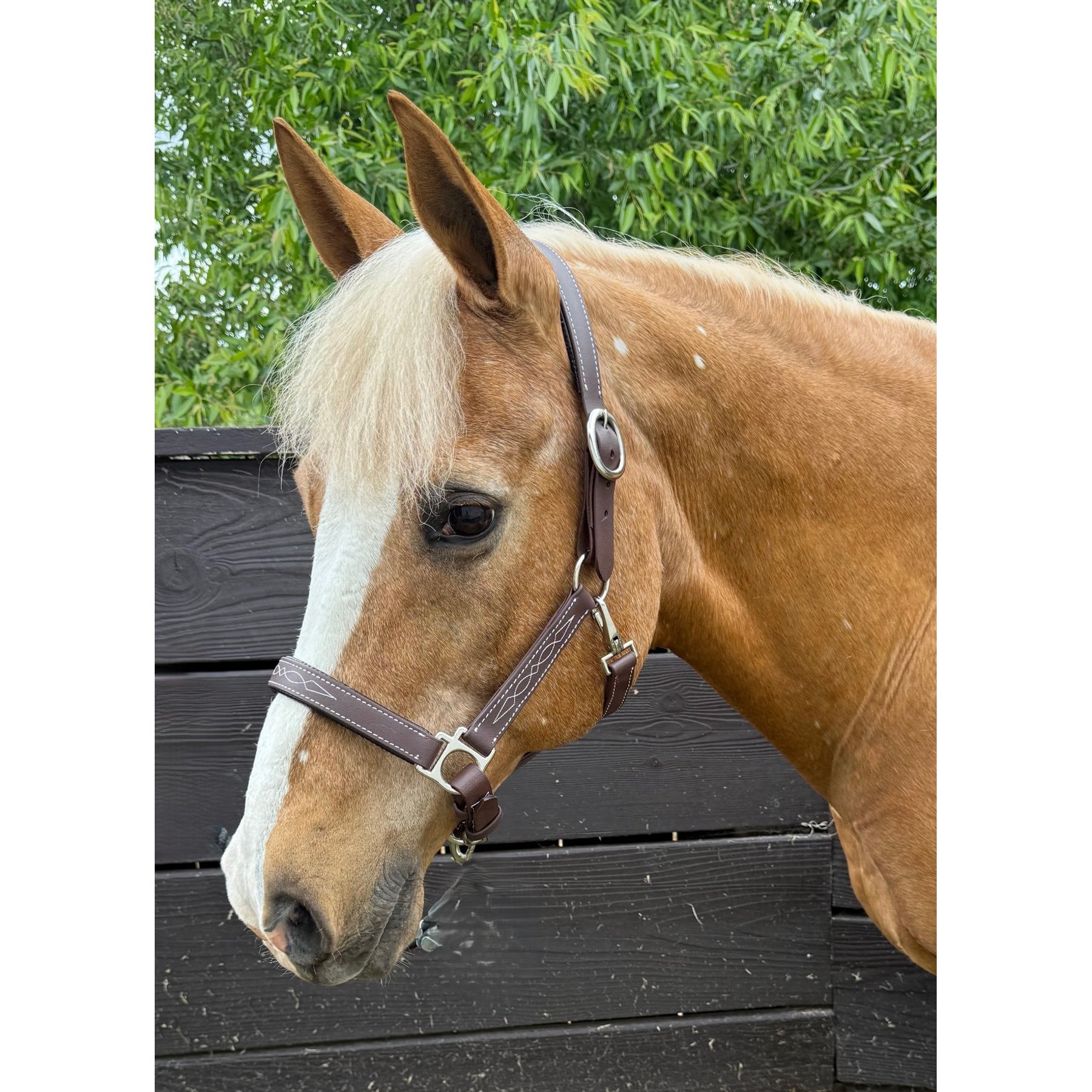 Mackey Equine Accessories PVC Break Away Halter, Brown, Cob