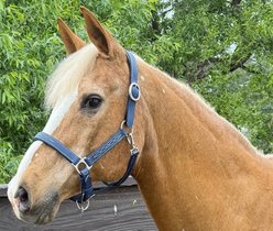Mackey Equine Accessories PVC Break Away Halter, Navy, Cob