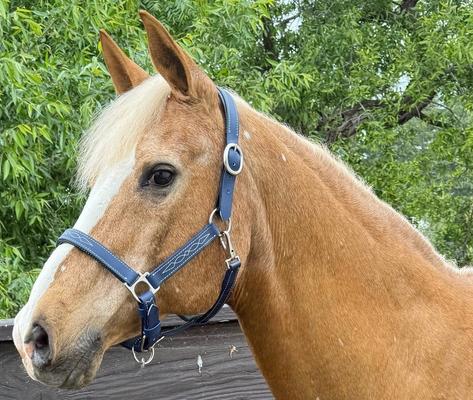 MACKEY EQUINE ACCESSORIES PVC Break Away Halter, Navy, Full - Chewy.com