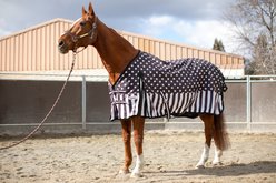 Mackey Equine Accessories Dandy Rain Sheet, Black/White, Small