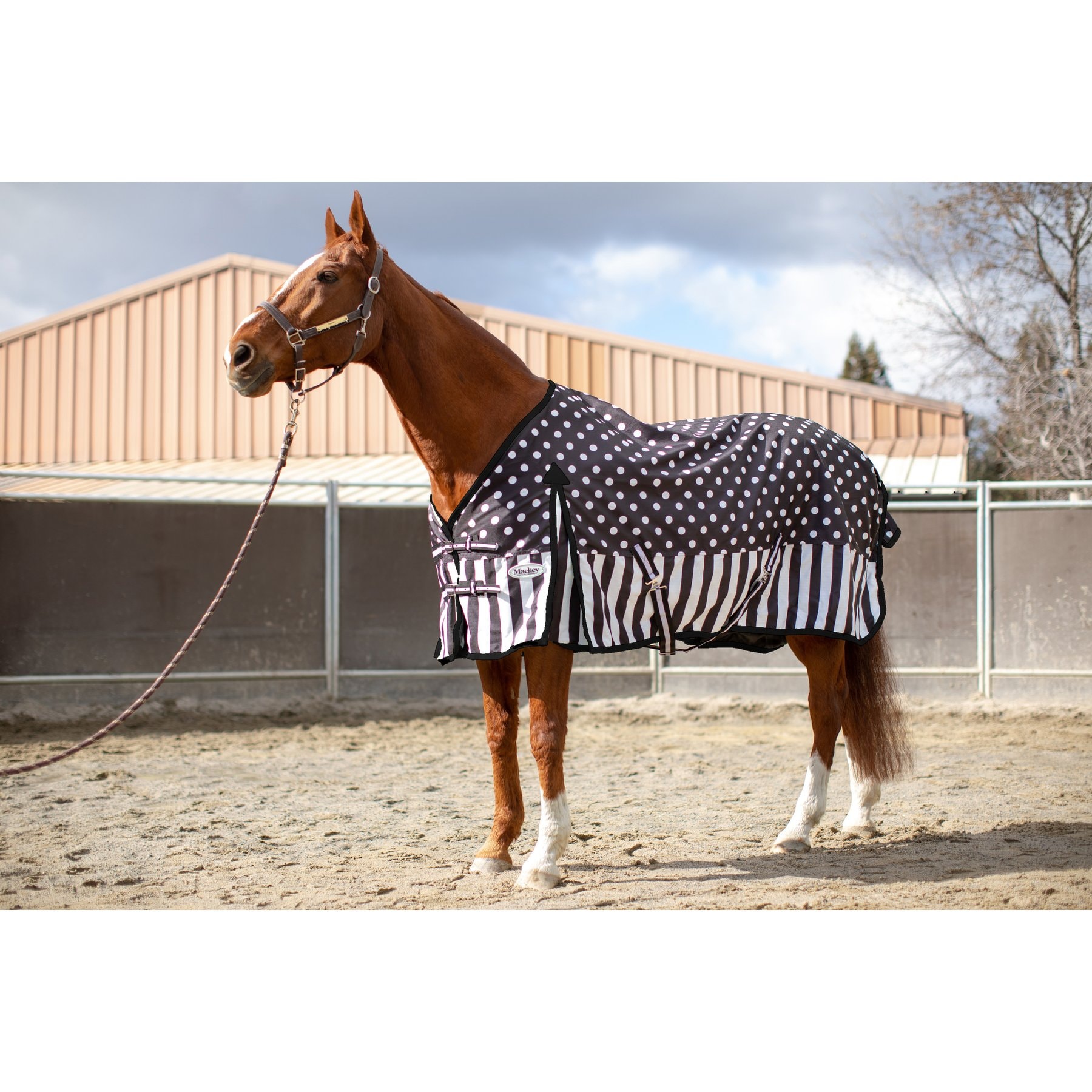 Mackey Equine Accessories Dandy Rain Sheet, Black/White, Large