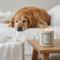 Show in main carousel: Companion Candles Cuddle Me Cozy Linen, Cotton & Musk Scented Pet-Friendly Candle, Cream, 11.8-oz jar slide 5 of 6