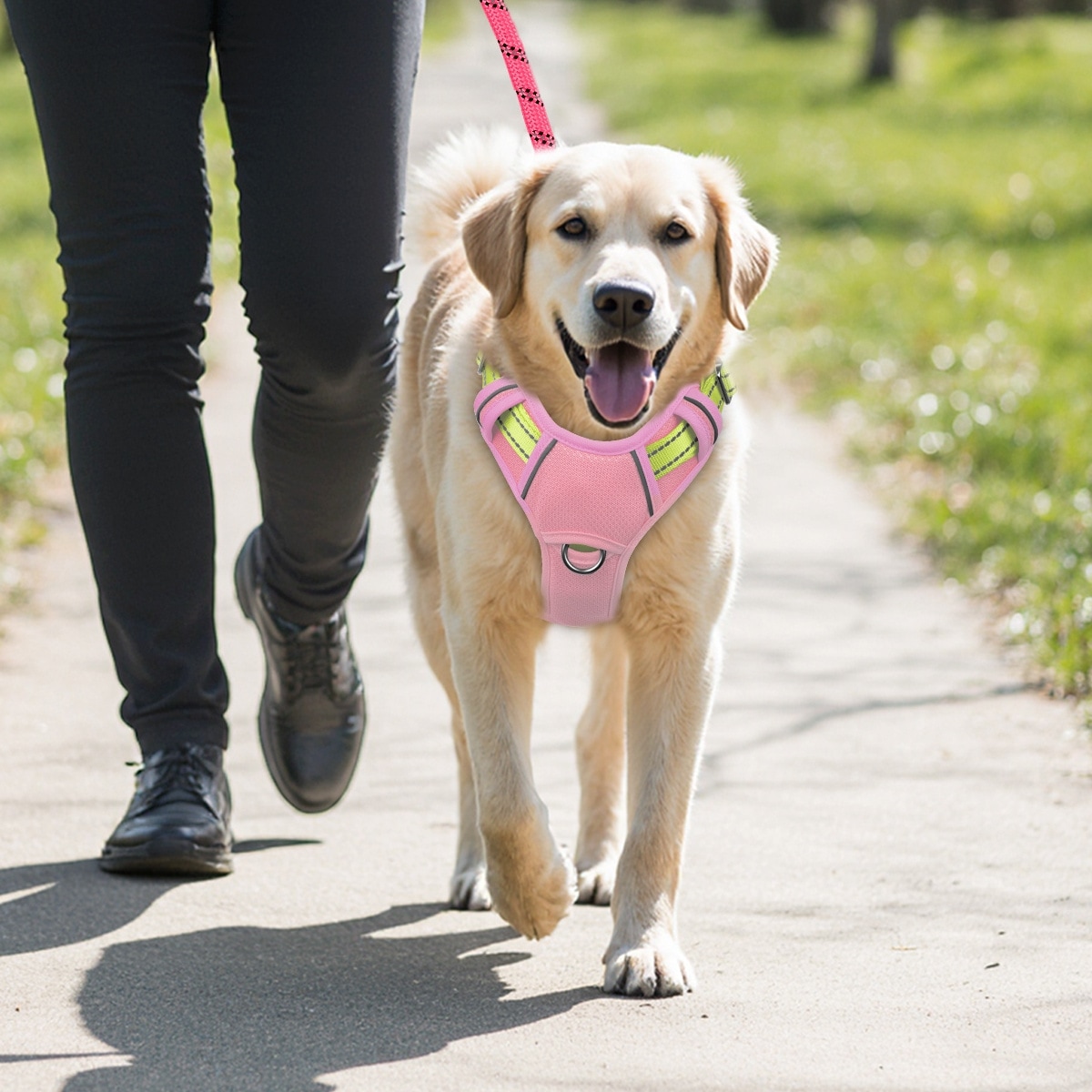 Dog wearing a reflective no-pull harness during a walk
