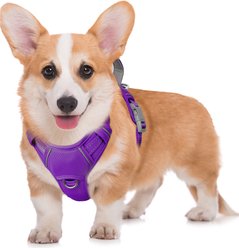 BARKBAY Air Reflective No-Pull Dog Harness with ID Tag Pocket, Purple, Medium: 22.5 to 28-in chest