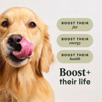 Show full view: Instinct RawBoost Adult High Protein Grain-Free Real Beef Recipe Dry Dog Food, 20-lb bag slide 6 of 12