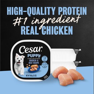 Cesar Puppy Classic Loaf in Sauce Chicken & Beef Recipe Small Breed Wet Dog Food Trays, 3.5-oz, case of 24