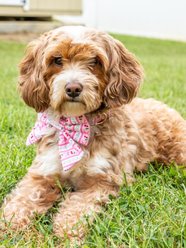 Simply Southern Cherry Stripes Dog Bow Tie slide 2 of 2
