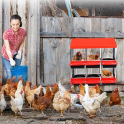 LALFPET Two-Tier 6 Room Chicken Nesting Box with Lid Cover, 31.89-in, Red slide 2 of 5