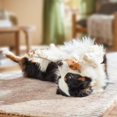 Show full view: Frisco Capybara Rubber Chew Dog Toy for Extreme Chewers, Large/X-Large slide 6 of 8