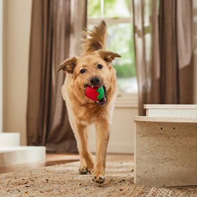 Show full view: Frisco Chocolate Dipped Strawberry Rubber Chew Dog Toy for Heavy Chewers, Large/X-Large slide 7 of 9