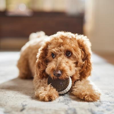 Show full view: Frisco Sandwich Cookie Rubber Chew Dog Toy for Heavy Chewers, Small/Medium slide 6 of 8