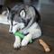 Show in main carousel: Pupstages Dogwood Mint Bone Tough Dog Chew Toy, Large, 2 count slide 7 of 11