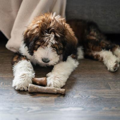 Show full view: Pupstages Dogwood Calming Bone Tough Dog Chew Toy, 2 count, Small slide 6 of 10