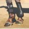 Show in main carousel: Professional's Choice VenTECH Splint Horse Boots, Black, Medium, 2 count slide 2 of 2