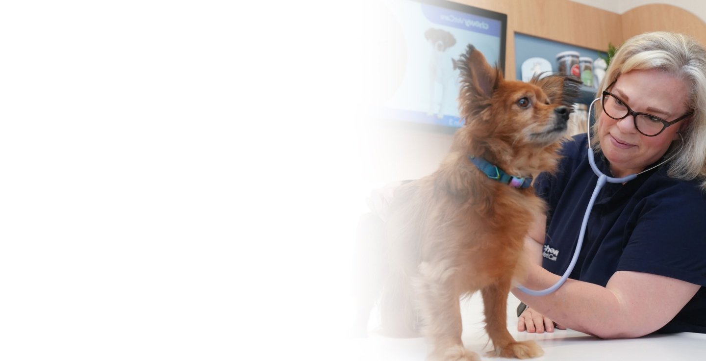 A veterinary professional monitoring a dog.