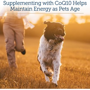 Rx Vitamins CoQ10 30 Softgels Heart Supplement for Cats & Dogs, 30 count