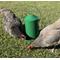 Show in main carousel: Zylina Powder Coated Green Metal Chicken Waterer, Feeder & Scoop Combo Pack, 1-gal, 9-lb slide 9 of 9