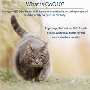 Rx Vitamins CoQ10 30 Softgels Heart Supplement for Cats & Dogs, 30 count
