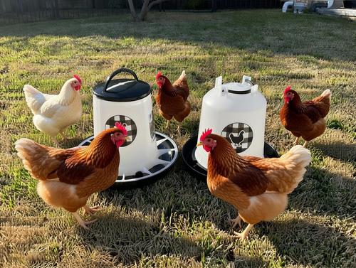 Show full view: Zylina Chicken Waterer & Feeder Combo, Black, 1.5-gal, 13-lb slide 5 of 9