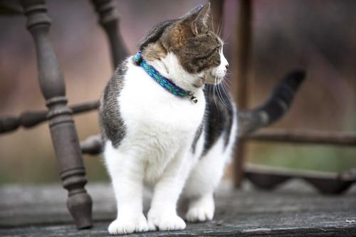 Show full view: LupinePet Popular Picks Original Design Rain Song Breakaway Buckle Safety Cat Collar with Bell, One Size: 8 to 12 in, 1/2-in wide slide 2 of 8