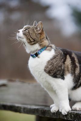 Show full view: LupinePet Popular Picks Original Design Rain Song Breakaway Buckle Safety Cat Collar with Bell, One Size: 8 to 12 in, 1/2-in wide slide 3 of 8