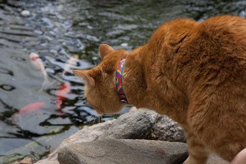 Show full view: LupinePet Popular Picks Original Design Lollipop Breakaway Buckle Safety Cat Collar with Bell, One Size: 8 to 12 in, 1/2-in wide slide 2 of 8