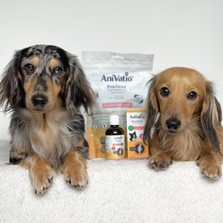 AniVatio ProJoint Salmon Flavored Soft Chews Joint Supplement for Dogs, 8.46-oz bag slide 2 of 7
