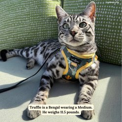 Lucy & Co. Looking Sharp Step-in Cat Harness, Medium: 16 to 18-in chest slide 2 of 7