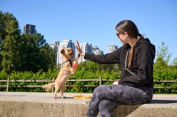RC Pets Petite Primary Step In Dog Harness, Jelly Bean, X-Small: 10 to 15-in chest slide 2 of 8