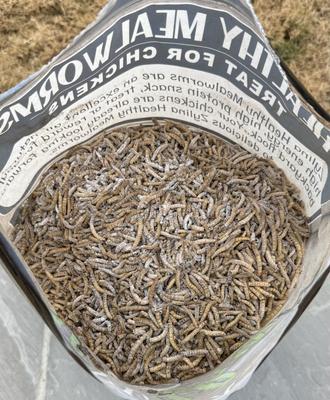 Show full view: Zylina Healthy Mealworm Chicken Supplement with Probiotic Additive, 5-lb bag, 1 count slide 6 of 9