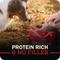 Show in main carousel: Redbarn Powerfood Small Breed Recipe Chicken & Blueberry Grain-Free Air Dried Dog Food, 32-oz bag slide 8 of 11