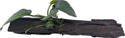 Quinn's Fins Anubias Barteri on Driftwood Live Plant, Green slide 2 of 3