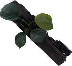 Quinn's Fins Anubias Barteri on Driftwood Live Plant, Green slide 1 of 3