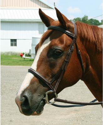 Show full view: Macmillan Padded Raised Horse Bridle with Laced Reins, Havana, Cob slide 5 of 5