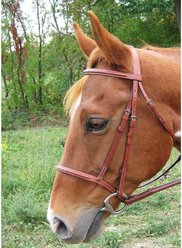 Paris Tack Round Raised Double Fancy Stitch Horse Bridle with Matching Laced Reins, Havana, Cob
