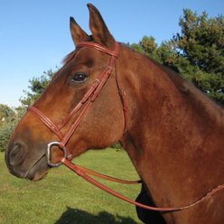 Paris Tack Padded Raised Horse Bridle with Flash & Laced Reins, Havana, Warmblood slide 2 of 2