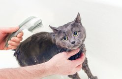 Pet-Able Soap Dispensing Dog Grooming Brush, Sage slide 2 of 5