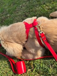 Pistachio Brands Vegan Faux Leather Dog Harness, Cherry, X-Large slide 2 of 4