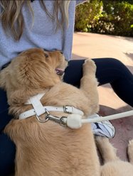 Pistachio Brands Vegan Faux Leather Dog Harness, Bone, Small slide 2 of 5